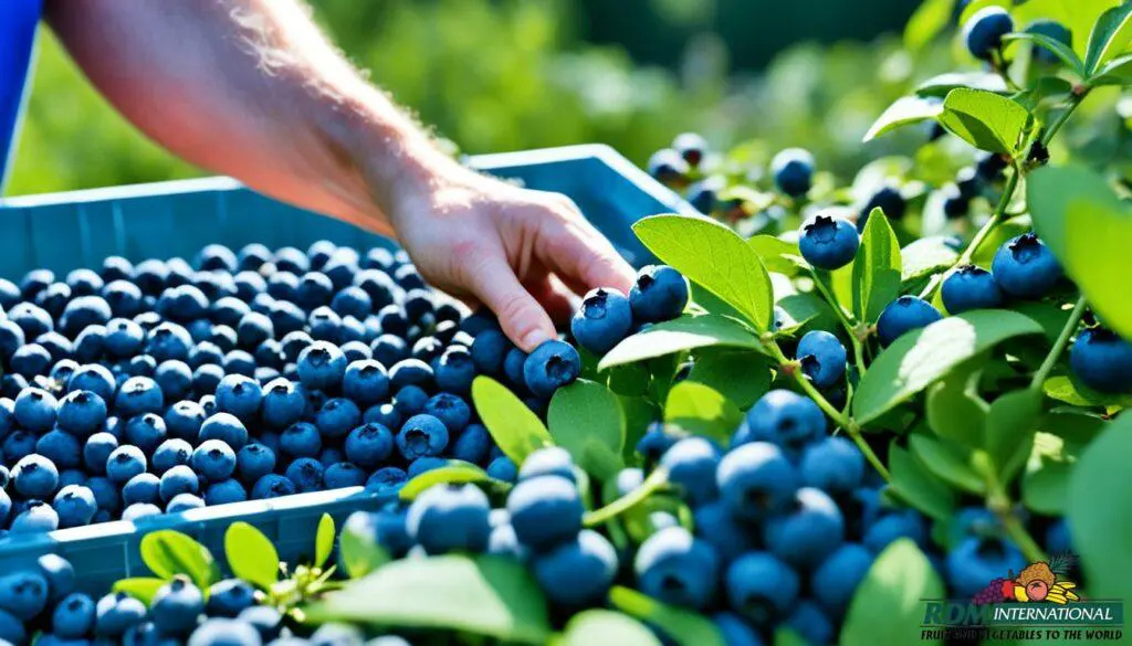 blueberry quality assurance blueberry quality assurance