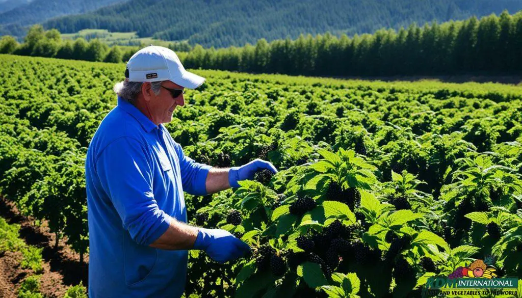 marionberry grower