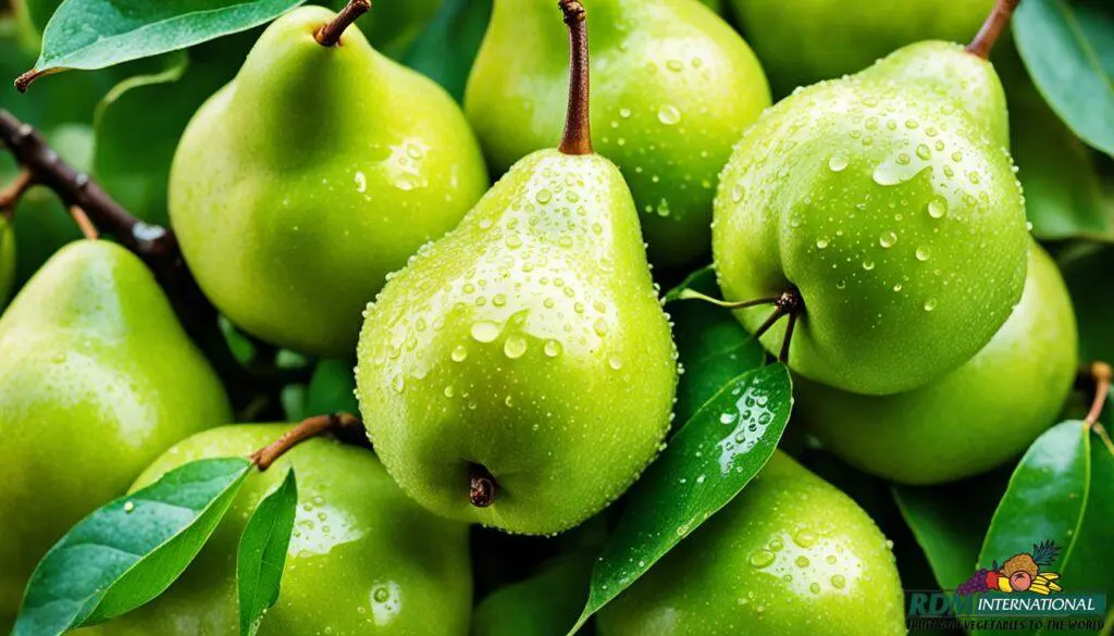 pear fruit concentrate pear fruit concentrate