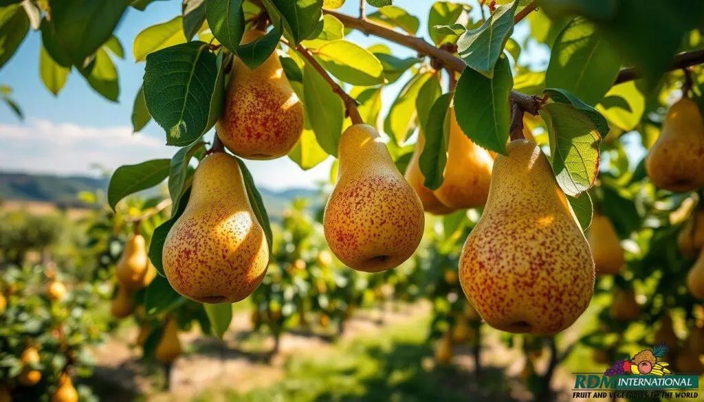 natural fruit natural fruit