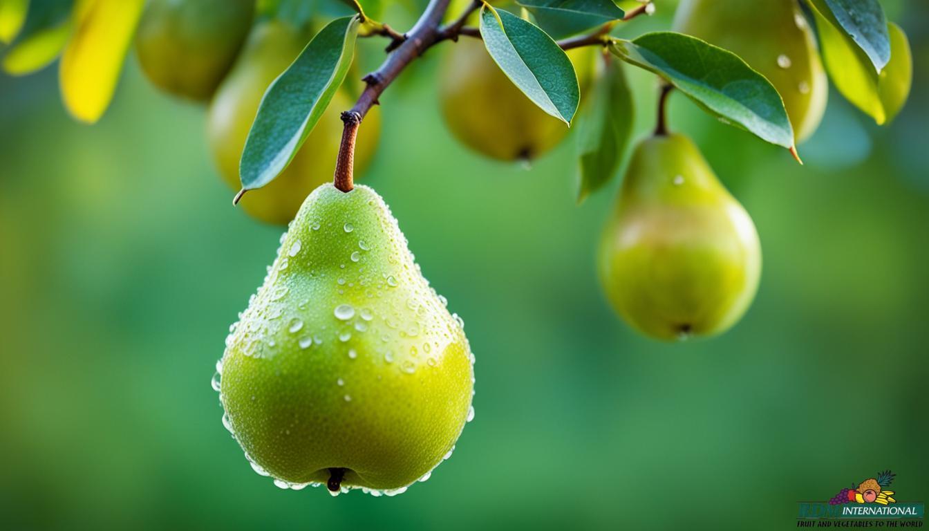 Premium Pear Juice Concentrate Supplier