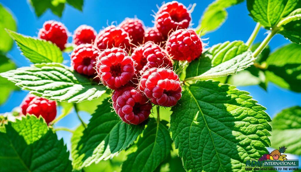 RDM International advantage