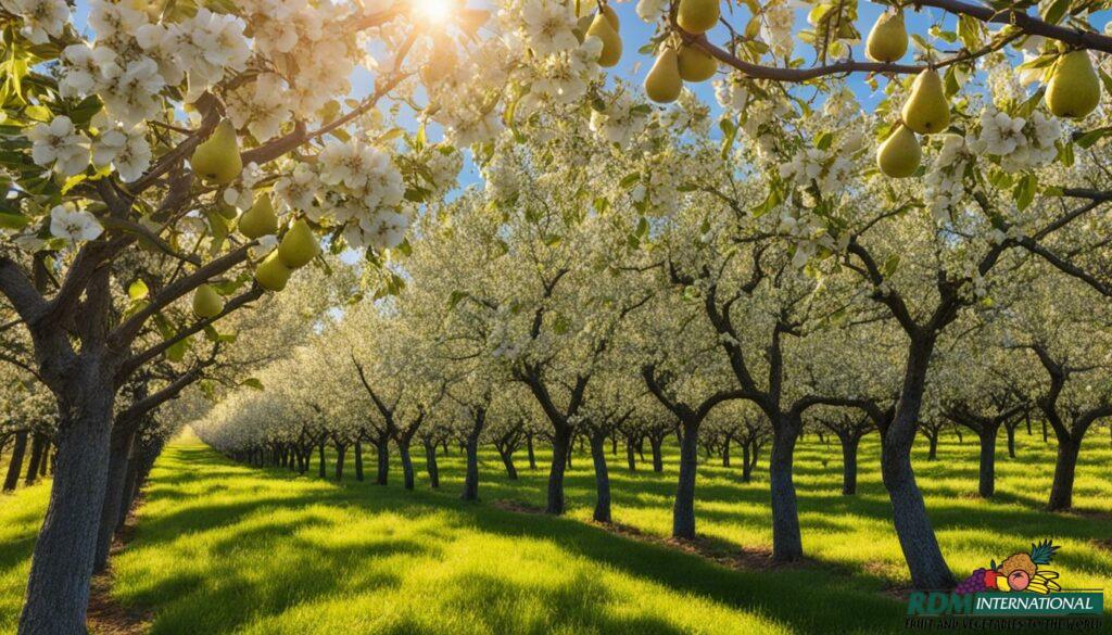 high-quality pear processing