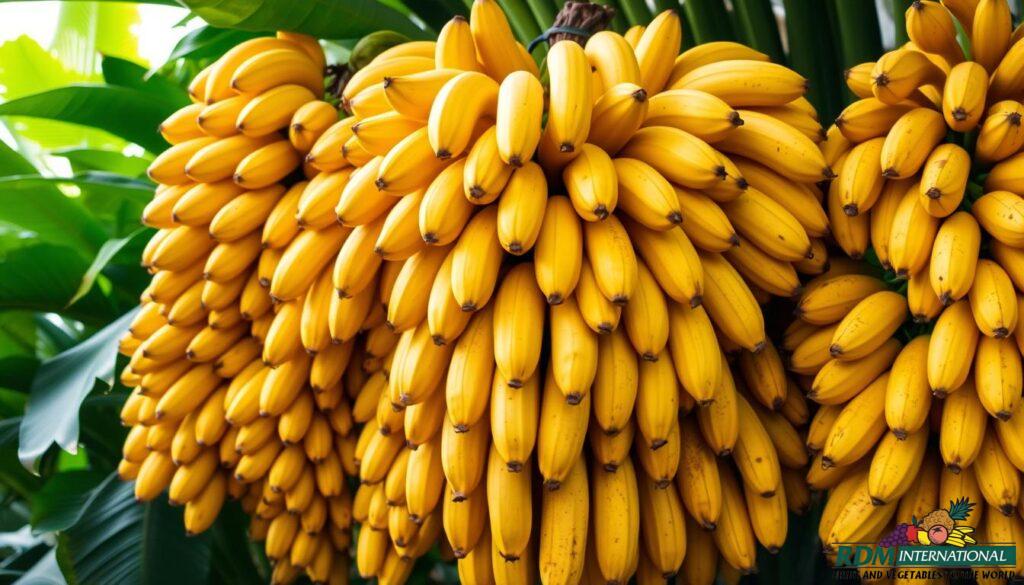 best banana suppliers