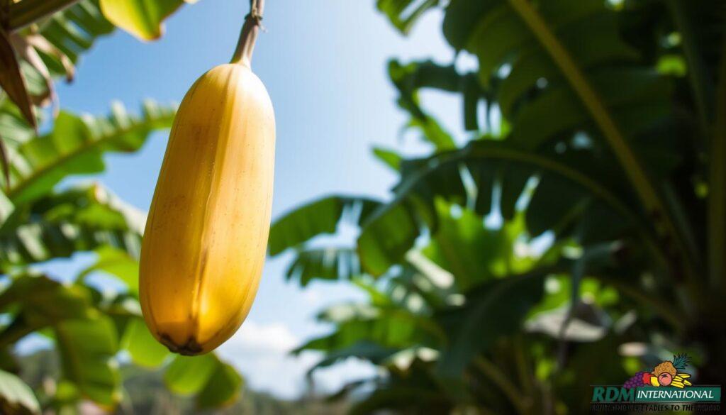 non genetically modified banana